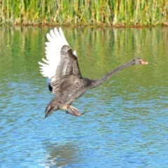 Cygnus atratus (Black Swan) at Throsby, ACT - 9 Jul 2022 by davobj