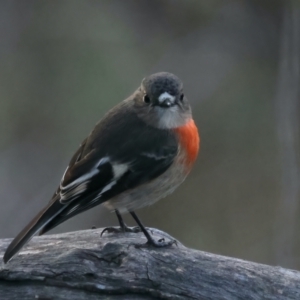 Petroica boodang at Hackett, ACT - 7 Jul 2022 03:22 PM