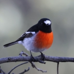 Petroica boodang (Scarlet Robin) at Hackett, ACT - 7 Jul 2022 by jb2602