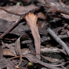 Clavulina vinaceocervina (Dark-tipped Coral) at Acton, ACT - 8 Jul 2022 by TimL