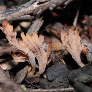 Clavulina vinaceocervina at Acton, ACT - 8 Jul 2022