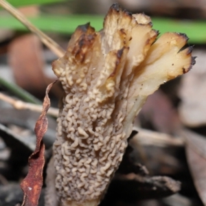 Clavulina vinaceocervina at Acton, ACT - 8 Jul 2022