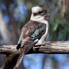 Dacelo novaeguineae (Laughing Kookaburra) at Tidbinbilla Nature Reserve - 6 Jul 2022 by TimL