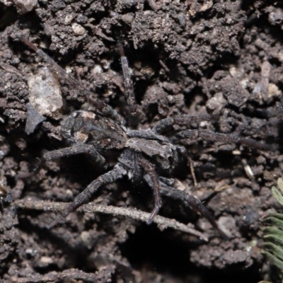 Venatrix pictiventris (Four-spotted Huntress) at Gibraltar Pines - 6 Jul 2022 by TimL