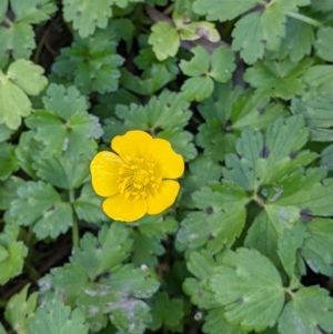 Ranunculus repens at Killara, VIC - 9 Jul 2022