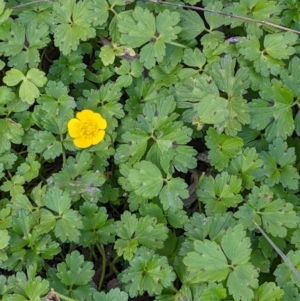 Ranunculus repens at Killara, VIC - 9 Jul 2022