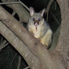 Trichosurus vulpecula (Common Brushtail Possum) at Point Hut Pond - 10 Jul 2022 by MichaelBedingfield