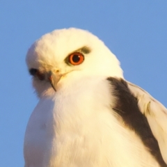 Elanus axillaris (Black-shouldered Kite) at Goorooyarroo NR (ACT) - 6 Jul 2022 by jb2602