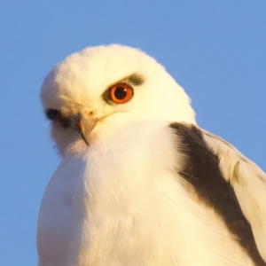 Elanus axillaris at Throsby, ACT - 6 Jul 2022