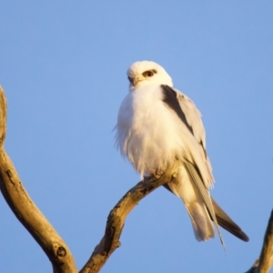 Elanus axillaris at Throsby, ACT - 6 Jul 2022