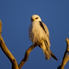 Elanus axillaris at Throsby, ACT - 6 Jul 2022