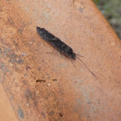 Trichoptera sp. (order) (Unidentified Caddisfly) at McKellar, ACT - 6 Jul 2022 by Birdy