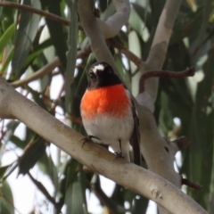 Petroica boodang (Scarlet Robin) at Tuggeranong Hill - 11 Jul 2022 by OwenH