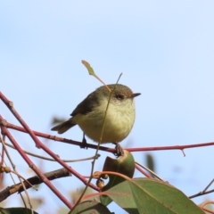 Acanthiza reguloides (Buff-rumped Thornbill) at Theodore, ACT - 11 Jul 2022 by OwenH