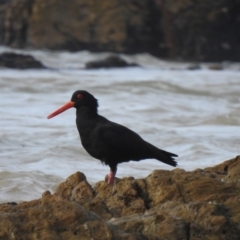Haematopus fuliginosus (Sooty Oystercatcher) at Narooma, NSW - 11 Jul 2022 by GlossyGal