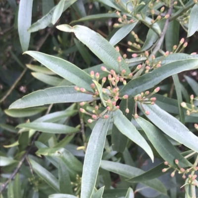 Philotheca myoporoides subsp. myoporoides (Long-leaf Waxflower) at Cotter River, ACT - 29 Jun 2022 by Tapirlord