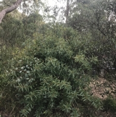 Philotheca myoporoides subsp. myoporoides at Cotter River, ACT - 29 Jun 2022