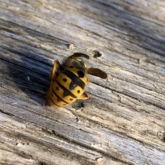 Vespula germanica (European wasp) at GG182 - 22 Jun 2022 by KMcCue