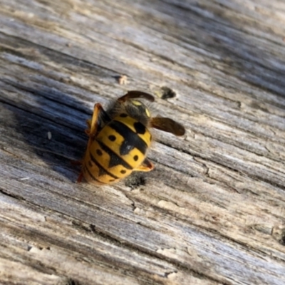 Vespula germanica (European wasp) at Aranda, ACT - 22 Jun 2022 by KMcCue