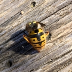 Vespula germanica at Aranda, ACT - 22 Jun 2022