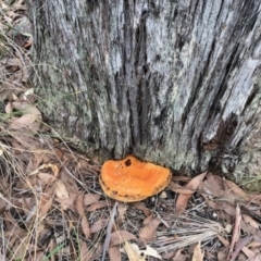 Unidentified Shelf-like to hoof-like & usually on wood (TBC) at Molonglo Valley, ACT - 16 Jun 2022 by KMcCue