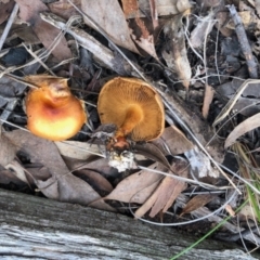 Unidentified Fungus (TBC) at Aranda, ACT - 16 Jun 2022 by KMcCue