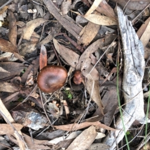 Cortinarius sp. at Aranda, ACT - 16 Jun 2022 02:08 PM