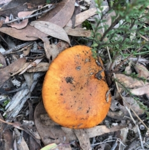 zz agaric (stem; gills not white/cream) at Aranda, ACT - 16 Jun 2022 02:10 PM