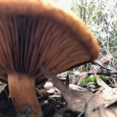 zz agaric (stem; gills not white/cream) at Aranda, ACT - 16 Jun 2022 02:10 PM