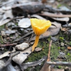 Lichenomphalia chromacea (Yellow Navel) at Aranda, ACT - 16 Jun 2022 by KMcCue