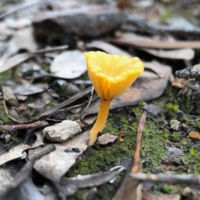 Lichenomphalia chromacea (Yellow Navel) at Aranda Bushland - 16 Jun 2022 by KMcCue