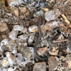 Lampropholis delicata (Delicate Skink) at Aranda Bushland - 16 Jun 2022 by KMcCue