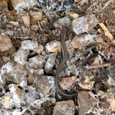 Lampropholis delicata (Delicate Skink) at Aranda Bushland - 16 Jun 2022 by KMcCue