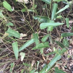 Hardenbergia violacea at Cotter River, ACT - 29 Jun 2022