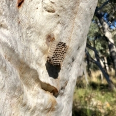 Polistes sp. (genus) (Unidentified paper wasp) at Acton, ACT - 19 Jun 2022 by KMcCue