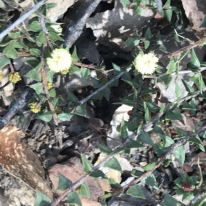 Acacia gunnii at Cotter River, ACT - 29 Jun 2022