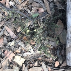 Acacia gunnii at Cotter River, ACT - 29 Jun 2022