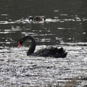 Cygnus atratus at Bodalla, NSW - 10 Jul 2022 02:37 PM