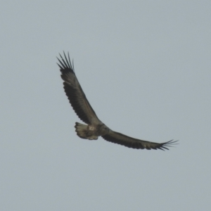 Haliaeetus leucogaster at Narooma, NSW - 11 Jul 2022 01:28 PM