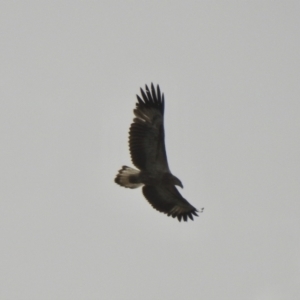 Haliaeetus leucogaster at Narooma, NSW - 11 Jul 2022 01:28 PM