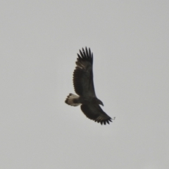 Haliaeetus leucogaster at Narooma, NSW - 11 Jul 2022