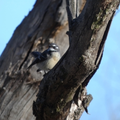 Rhipidura albiscapa (Grey Fantail) at Mulligans Flat - 13 Jun 2022 by Birdy