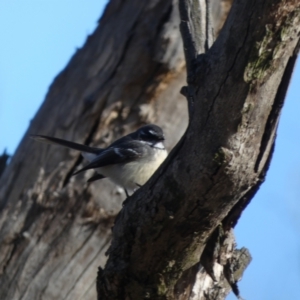 Rhipidura albiscapa at Forde, ACT - 13 Jun 2022