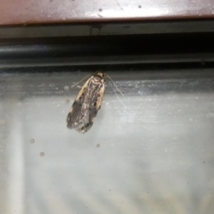Hoplostega ochroma (a Eulechria Group moth) at McKellar, ACT - 14 May 2022 by Birdy