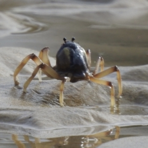 Mictyris longicarpus at Narooma, NSW - 11 Jul 2022 01:27 PM