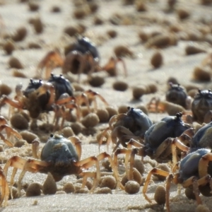 Mictyris longicarpus at Narooma, NSW - 11 Jul 2022 01:27 PM