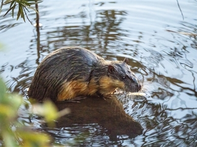 Hydromys chrysogaster (Rakali or Water Rat) at Mittagong, NSW - 10 Jul 2022 by Wildlifelover57