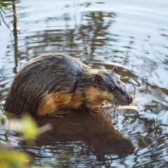 Hydromys chrysogaster (Rakali or Water Rat) at Mittagong - 10 Jul 2022 by Wildlifelover57