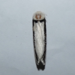 Oenosandra boisduvalii (Boisduval's Autumn Moth) at Jindabyne, NSW - 13 Mar 2022 by Birdy