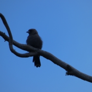 Artamus cyanopterus at Jindabyne, NSW - 13 Mar 2022